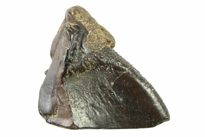 Fossil Dinosaur (Triceratops) Shed Tooth - Montana #339798